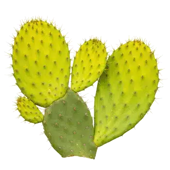 Kaktuszszár kivonat (nopal) 10:1