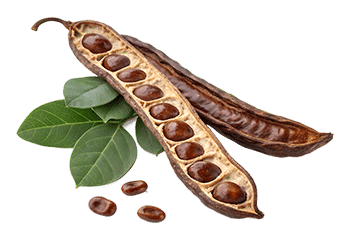 Szentjánoskenyér-kivonat